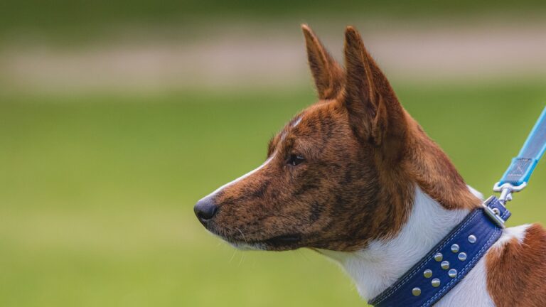 How Health Data Analytics Is Transforming Medical Practice